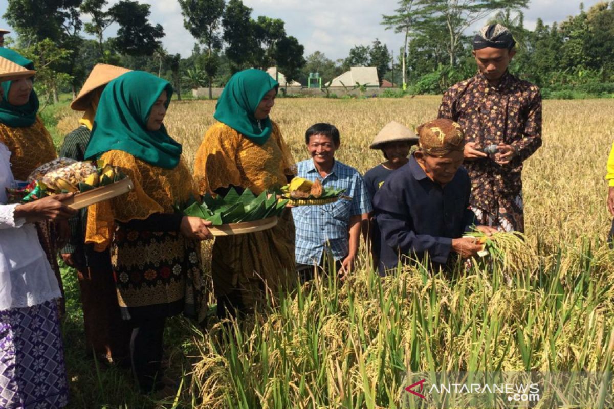 Warga Wedomartani di Sleman gelar tradisi "wiwitan" jelang panen