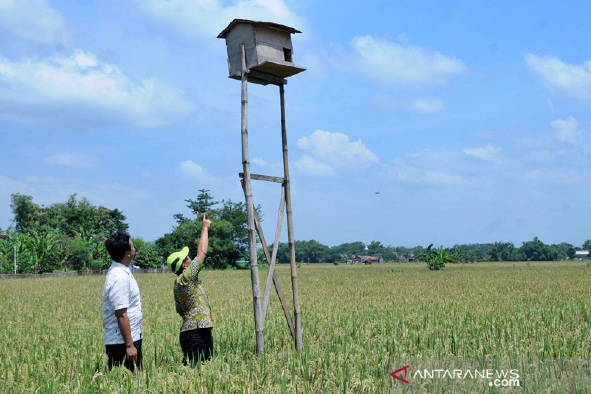 Petani Boyolali kembangkan burung hantu dan rubuha kendalikan hama tikus