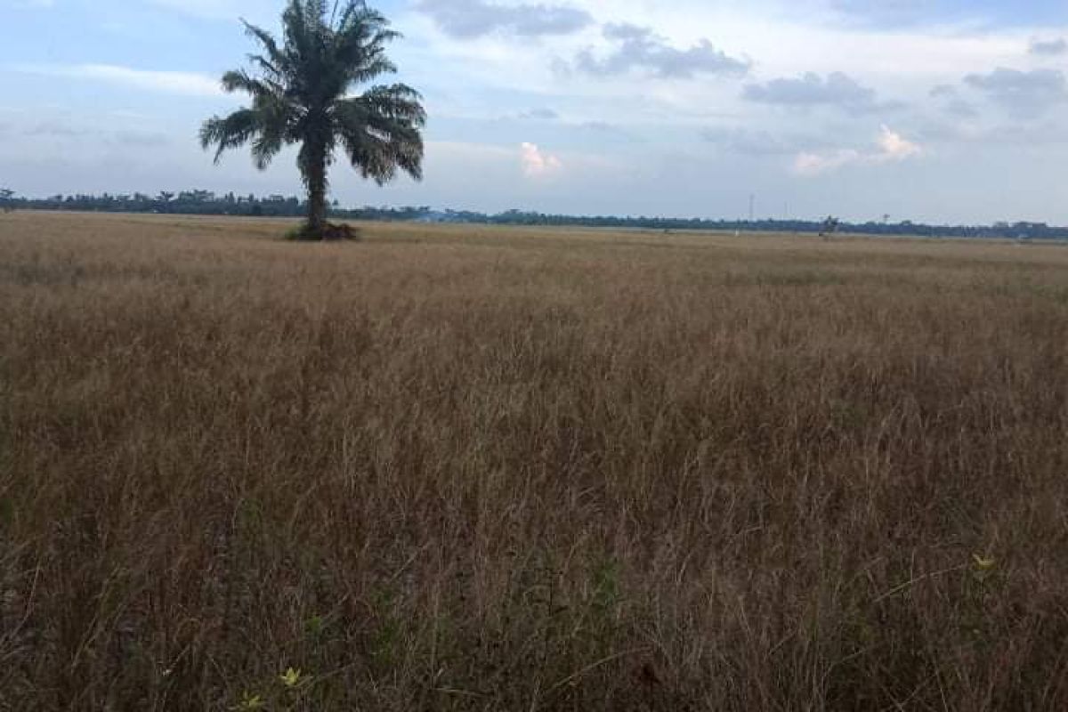 Kekeringan landa 1.335 hektare lahan sawah di Langkat