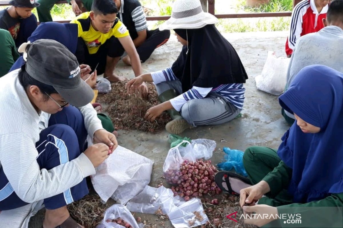 Luar biasa... Panen bawang Polbangtan Medan melebihi target nasional