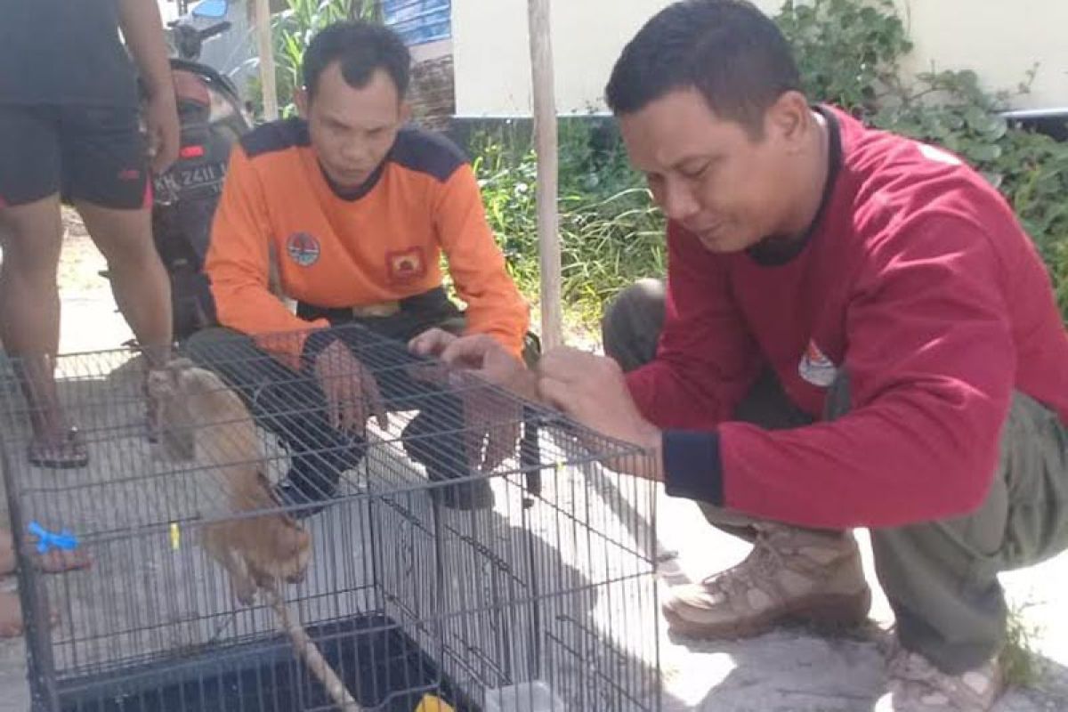 Warga sampit serahkan binatang dilindungi ke BKSDA