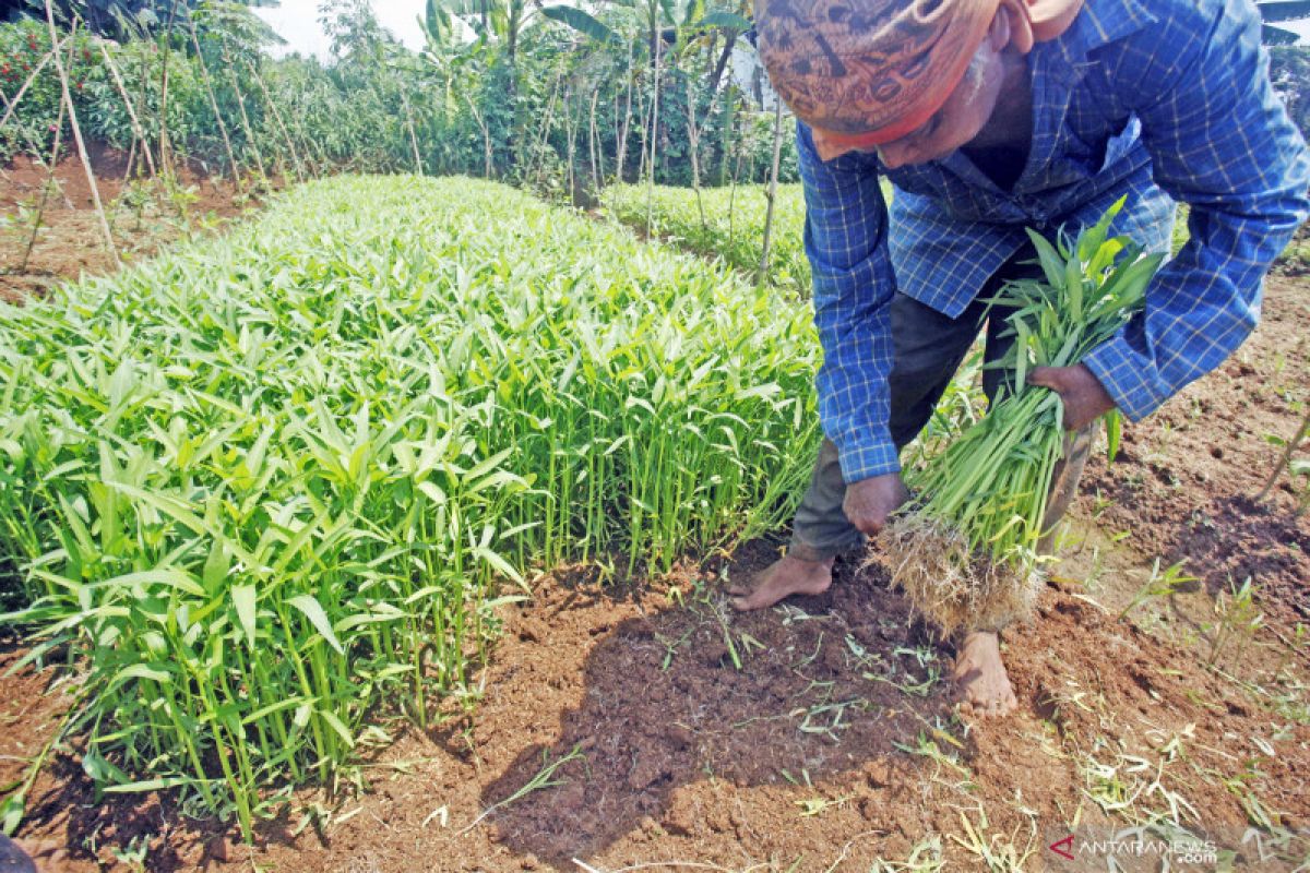 DKP OKU uji kandungan kimia sayur dan buah-buahan