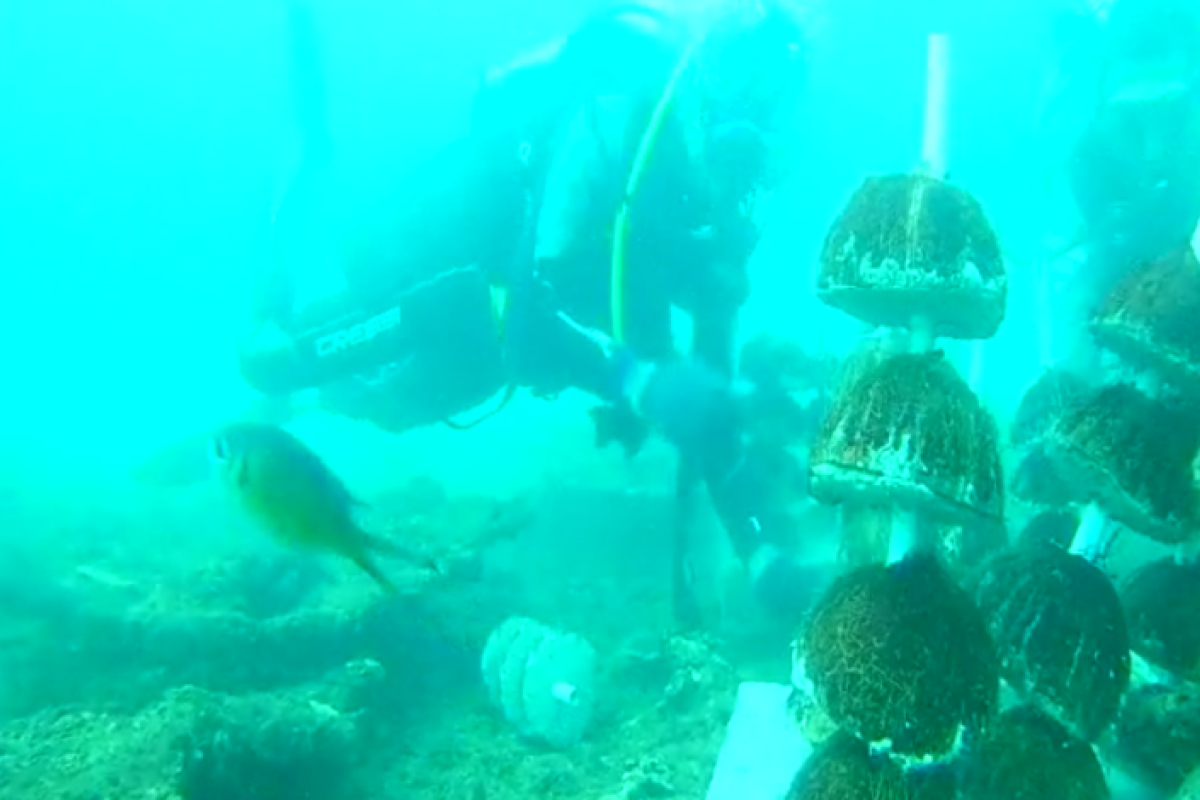 Tapaktuan Diving Club tanam terumbu karang di Aceh Selatan