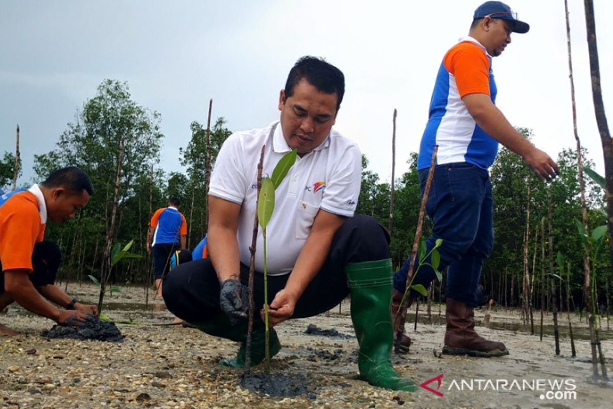 IPC Pangkalbalam tanam 3.000 batang mangrove di Pantai Baskara