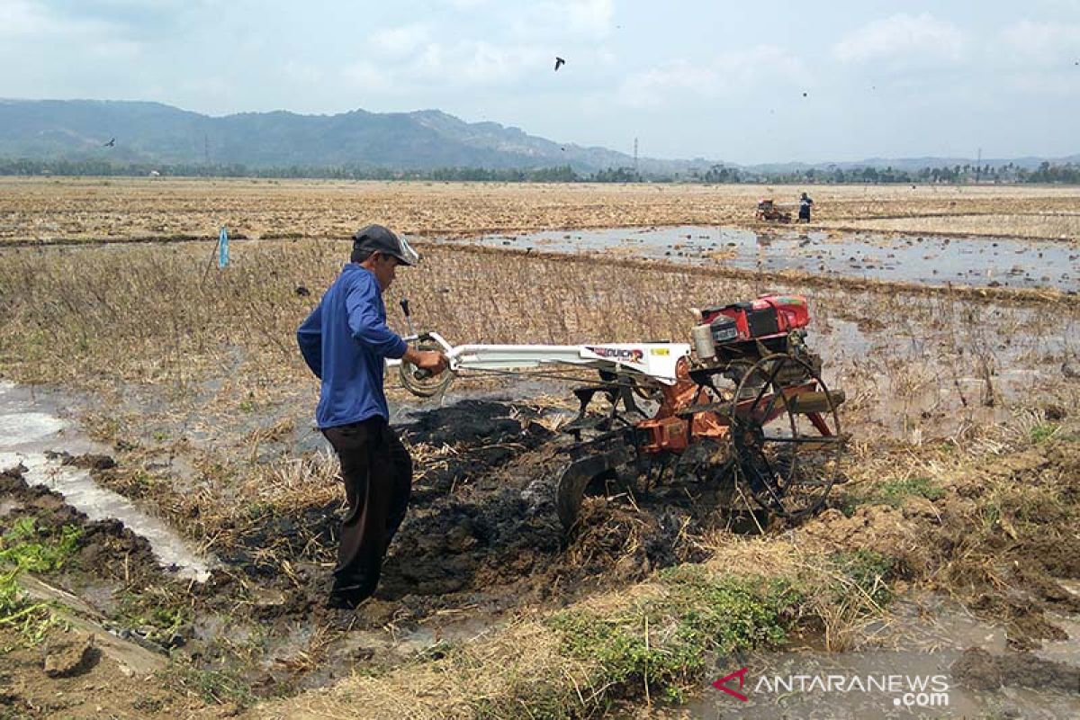 Petani di Banyumas diimbau percepat masa tanam