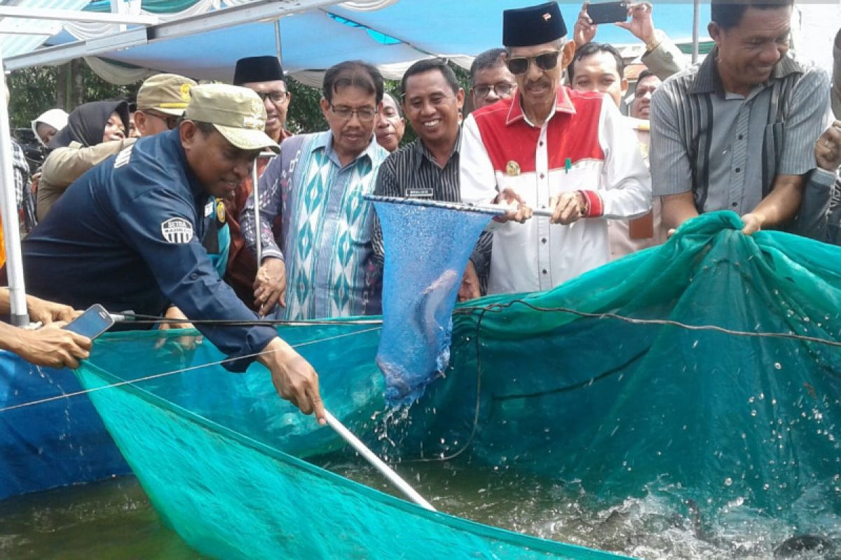 Tamrin panen perdana ikan lele dengan bioflok