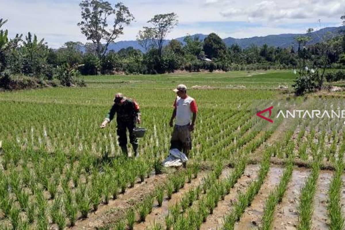 Babinsa Koramil 03/Sipirok lakukan pendampingan upsus