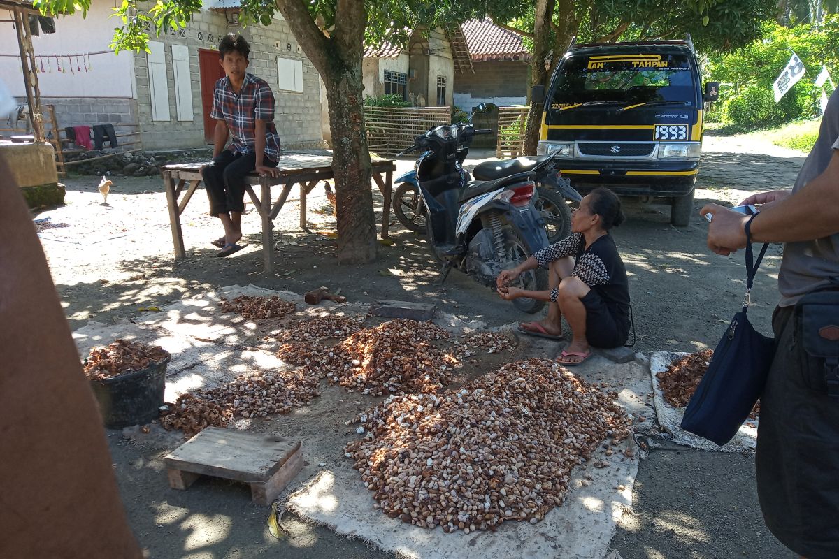 Di Pulau Sebesi harga kakao anjlok