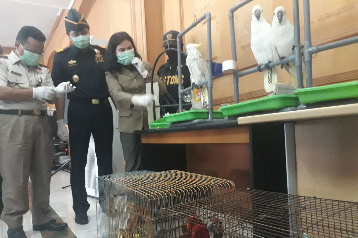 Bea Cukai Belawan gagalkan penyelundupan 28 ekor burung dilindungi