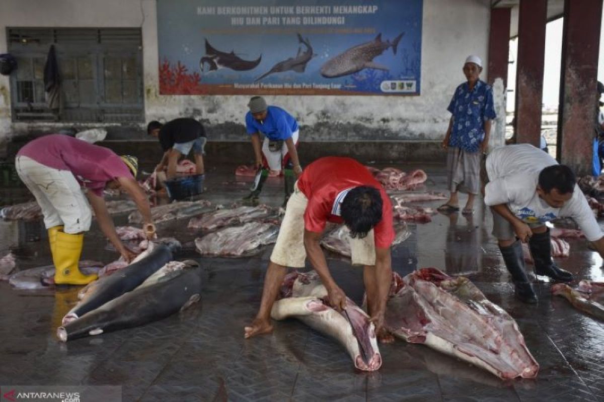 LIPI keluarkan rekomendasi pengelolaan dan pemanfaatan hiu lanjaman