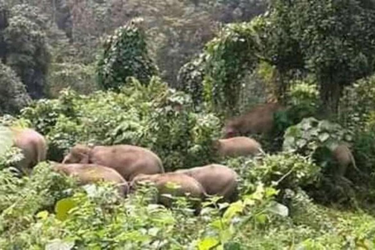 Warga gunakan panggilan unik saat giring  gajah ke hutan