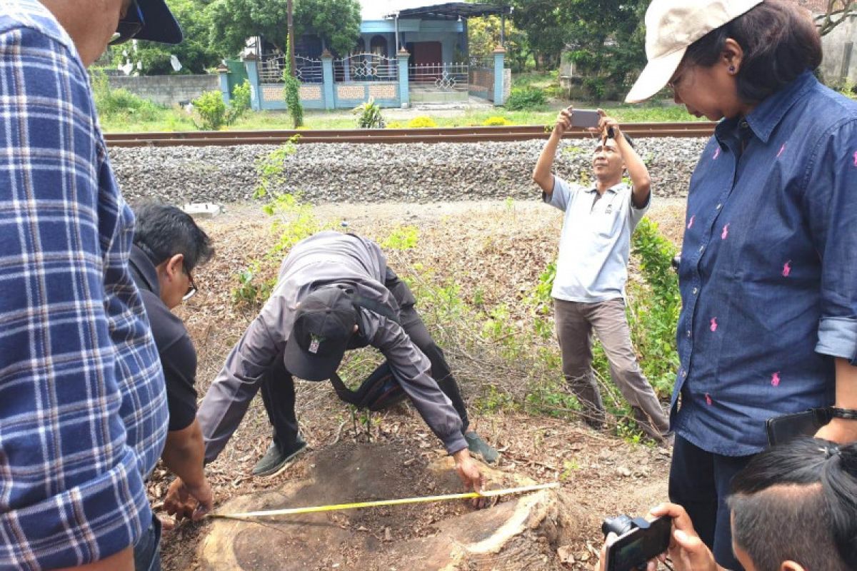 Memburu kawanan maling sonokeling spesialis jalur hijau