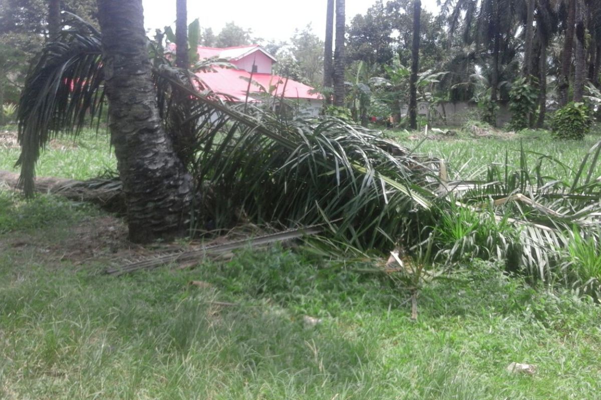 Seorang wanita meninggal tertimpa pohon sawit di Langkat