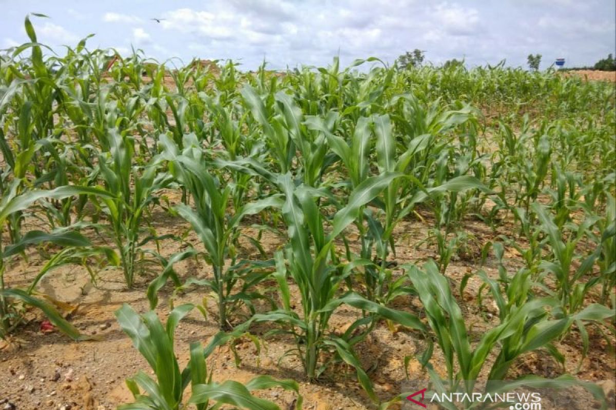 Sorghum, West Kalimantan's potential alternative to wheat