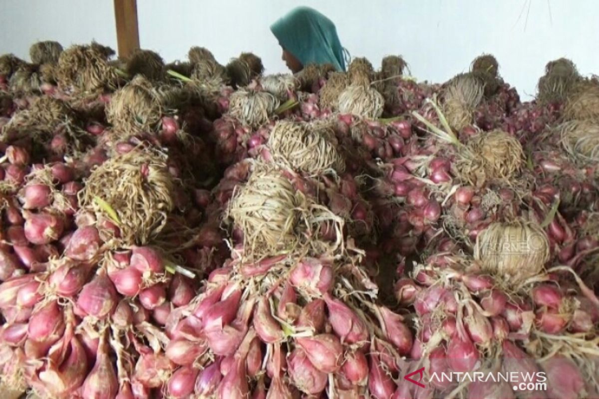 Distan Kabupaten Paser bantu benih bawang merah