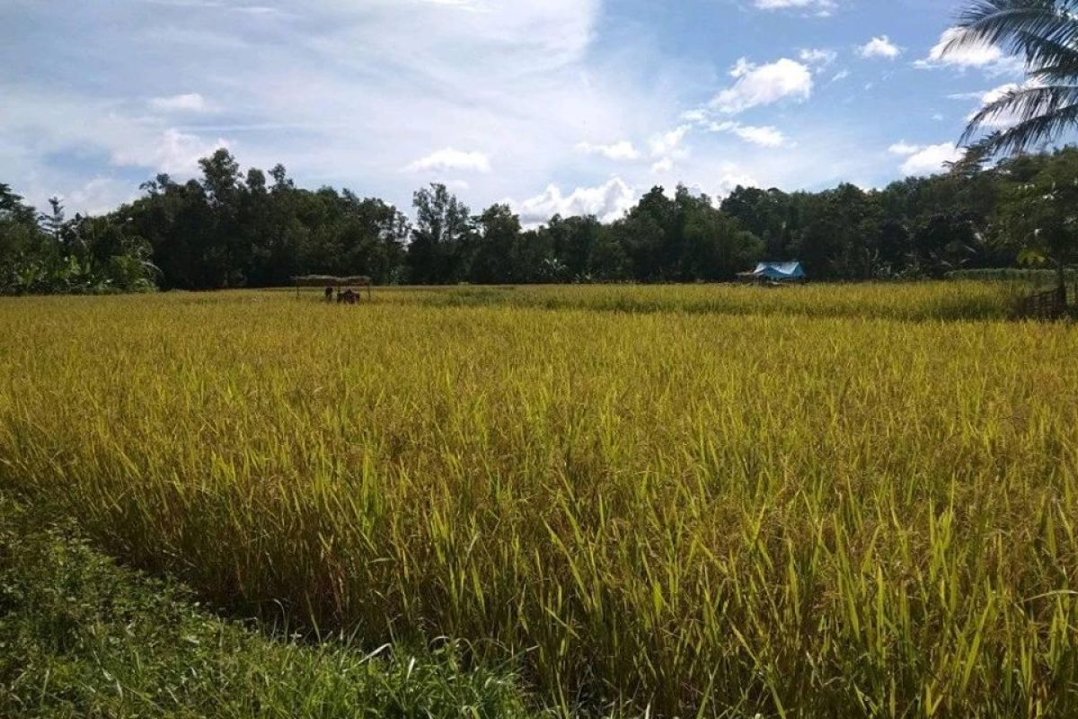 Pemkab Lebak lindungi 41.000 ha lahan persawahan