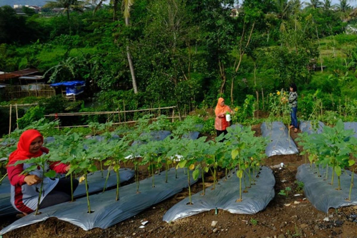 Disperpa dorong KWT budi daya sumber pangan lokal