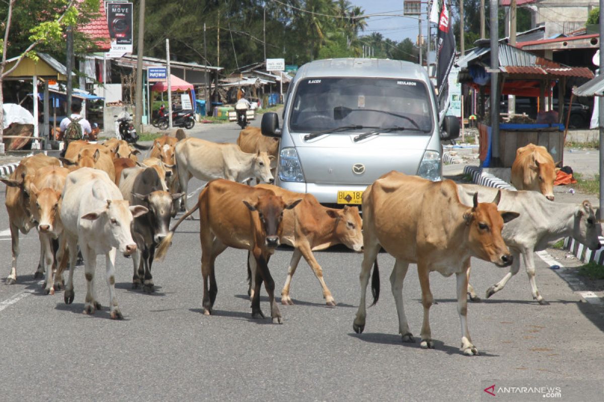 Kerumunan sapi di lintas barat Aceh sering sebabkan kecelakaan