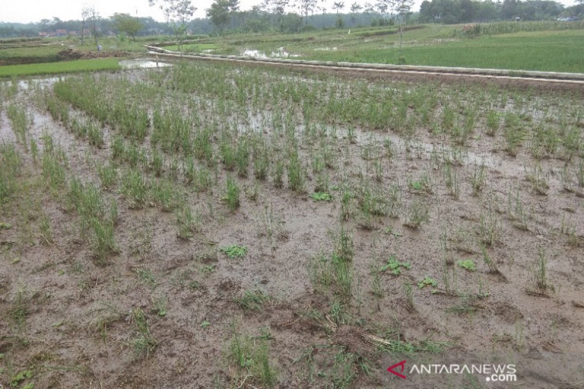 TNI dari Sanggau dampingi petani antisipasi serangan hama di padi