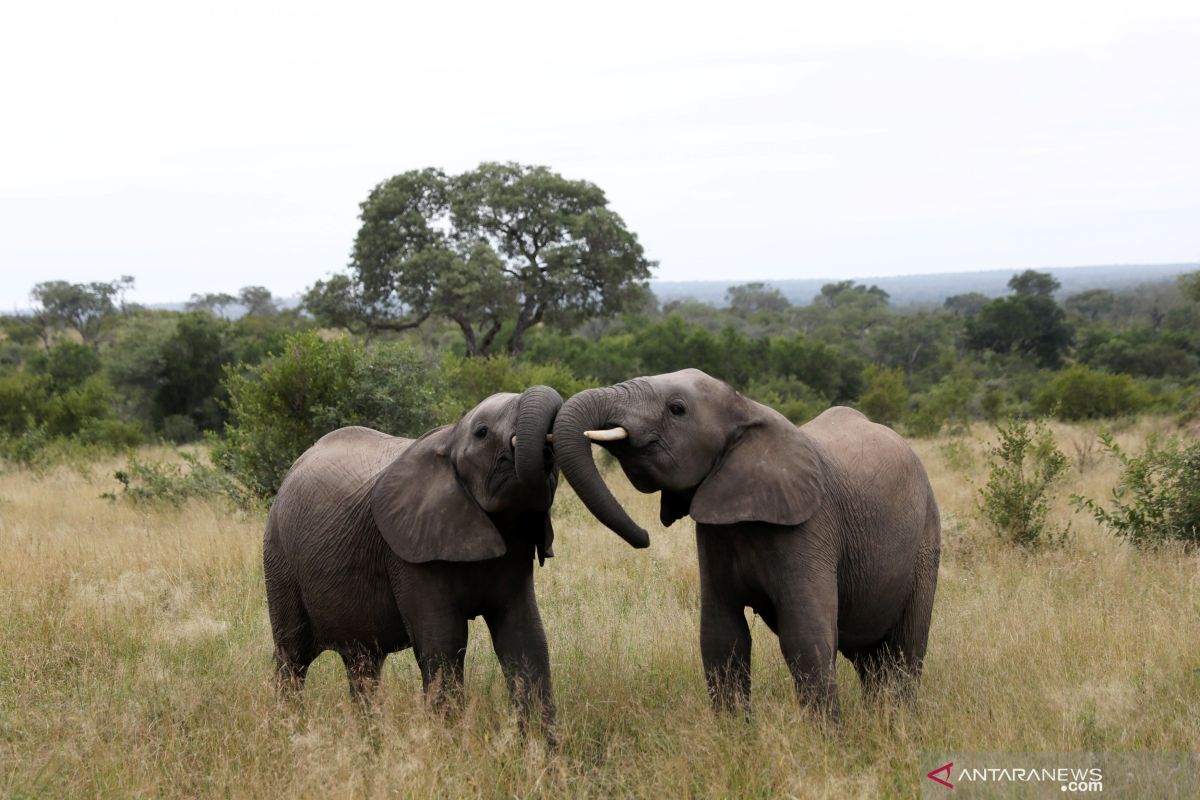 Diduga terserang penyakit antraks,  ratusan gajah di Botswana mati