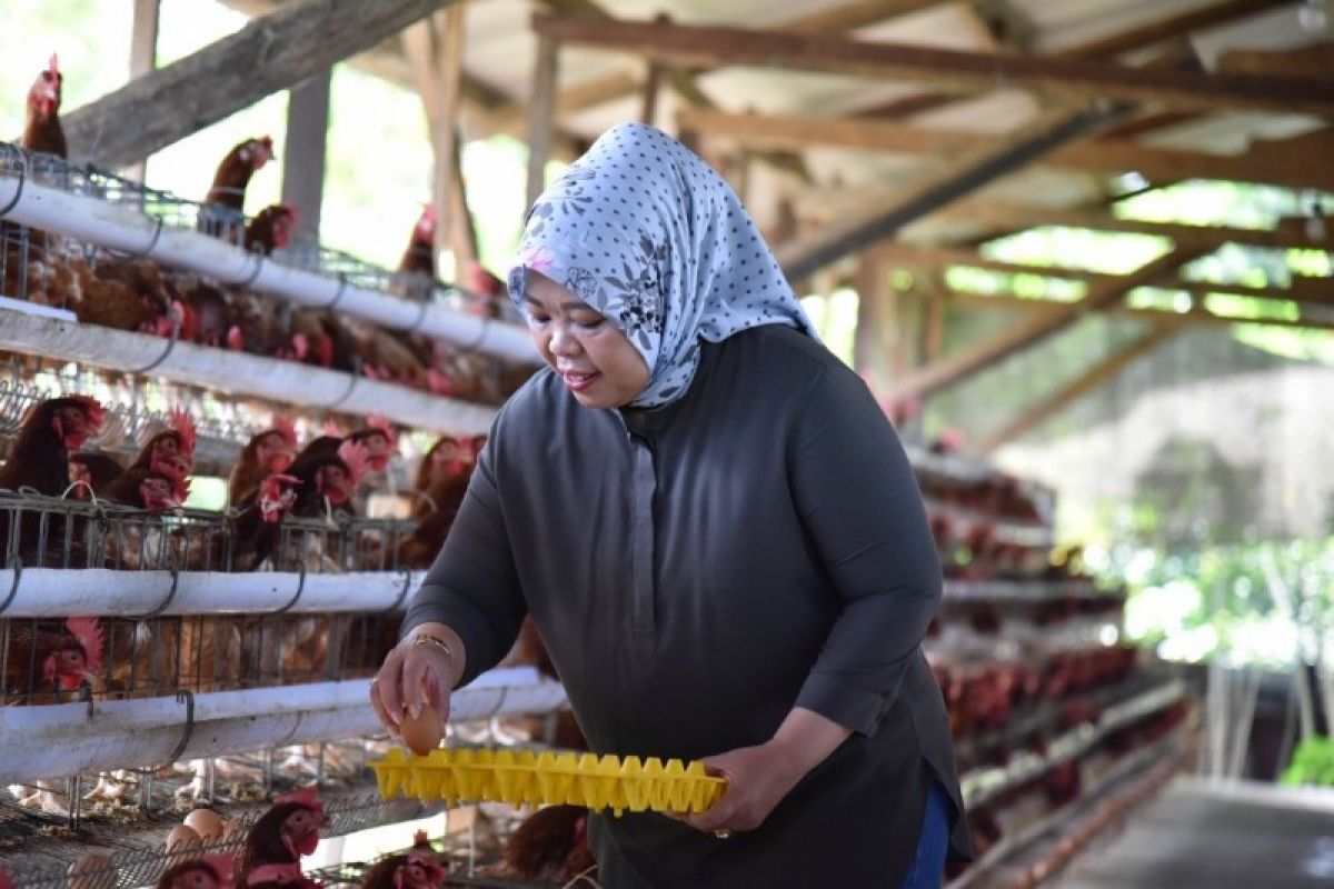 Pengembangan peternakan ayam petelur di Kobar mendapat dukungan pemerintah