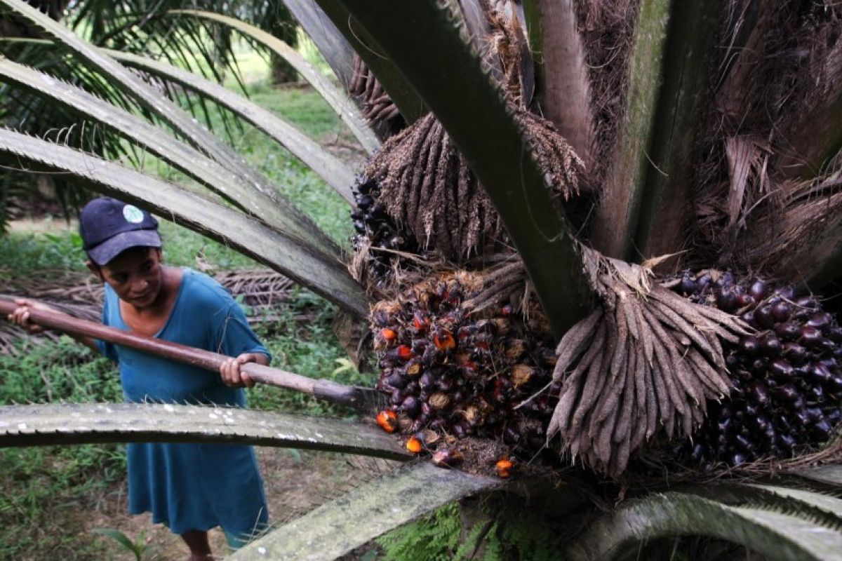 Mukomuko targetkan peremajaan 2.500 hektare sawit petani yang tidak produktif