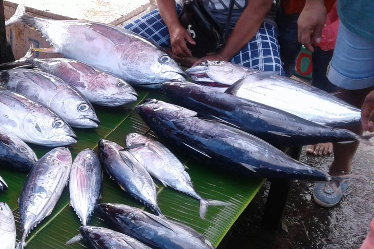 Harga ikan cakalang segar naik