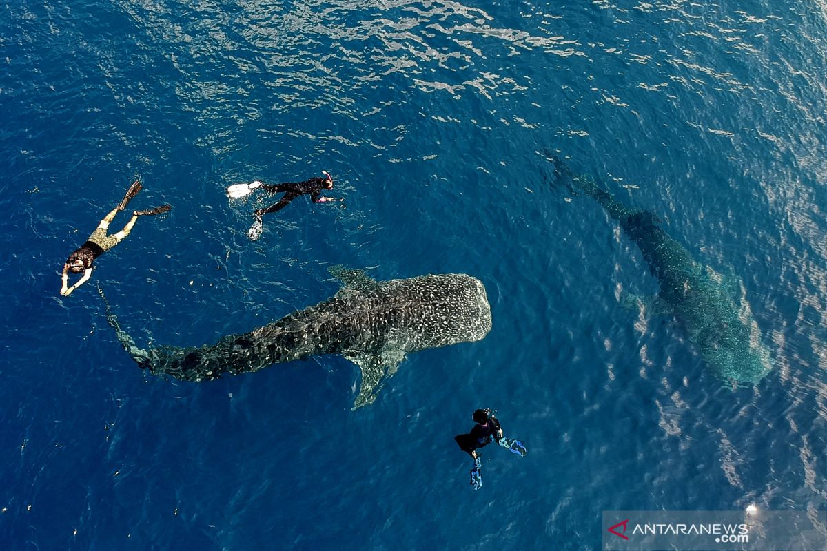 Warga Bone Bolango apresiasi pariwisata hiu paus Botubarani dipaparkan di Australia