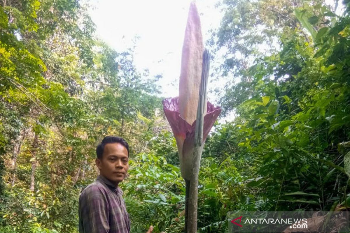 Tiga bunga bangkai mekar di Kampar Riau