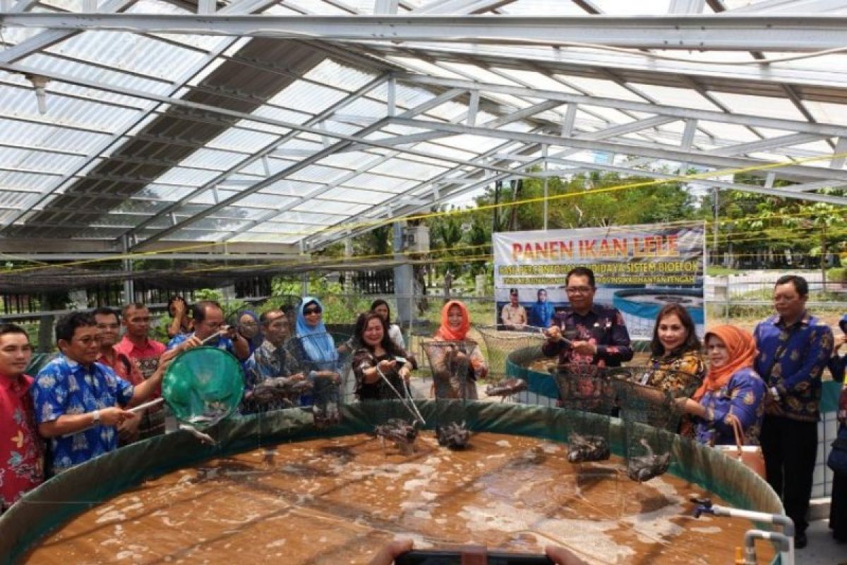 Kalteng panen ikan lele sistem bioflok.