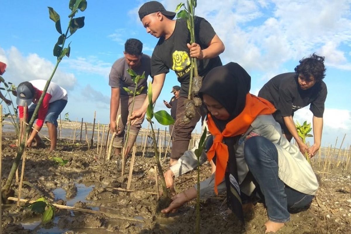 Mahasiswa tanam 6.500 mangrove di Pantai Pohijo