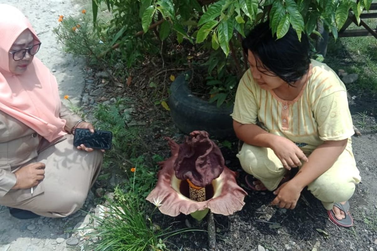 Bunga bangkai tumbuh di halaman rumah warga di Pangkalan Brandan