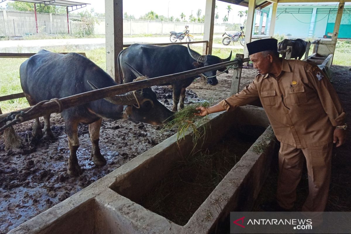 Aceh Barat swasembada daging pertama di Aceh