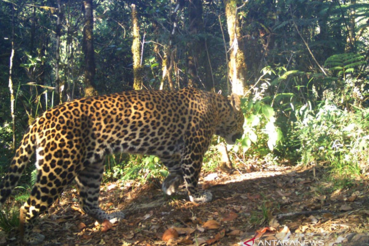 Membantu sang macan jadi raja di habitat Guntur-Papandayan