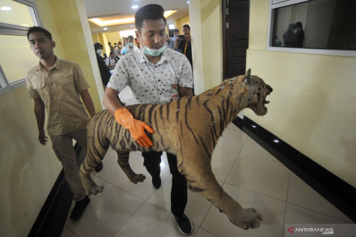 Buruh sedang panen akasia di Riau tewas diterkam harimau