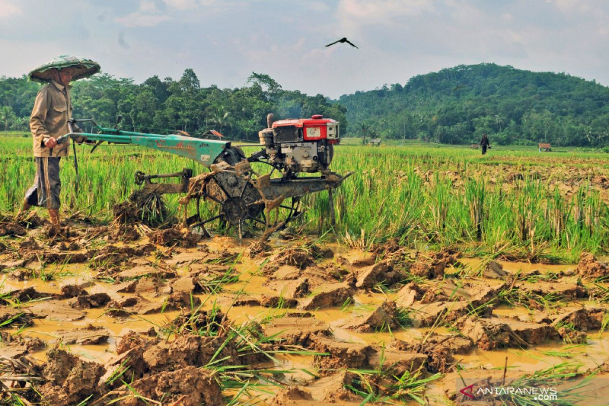 Kementan harus berikan insentif ekonomi lebih kepada petani