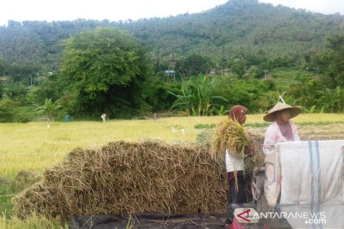 Stok beras Bulog NTB berpotensi turun kualitas