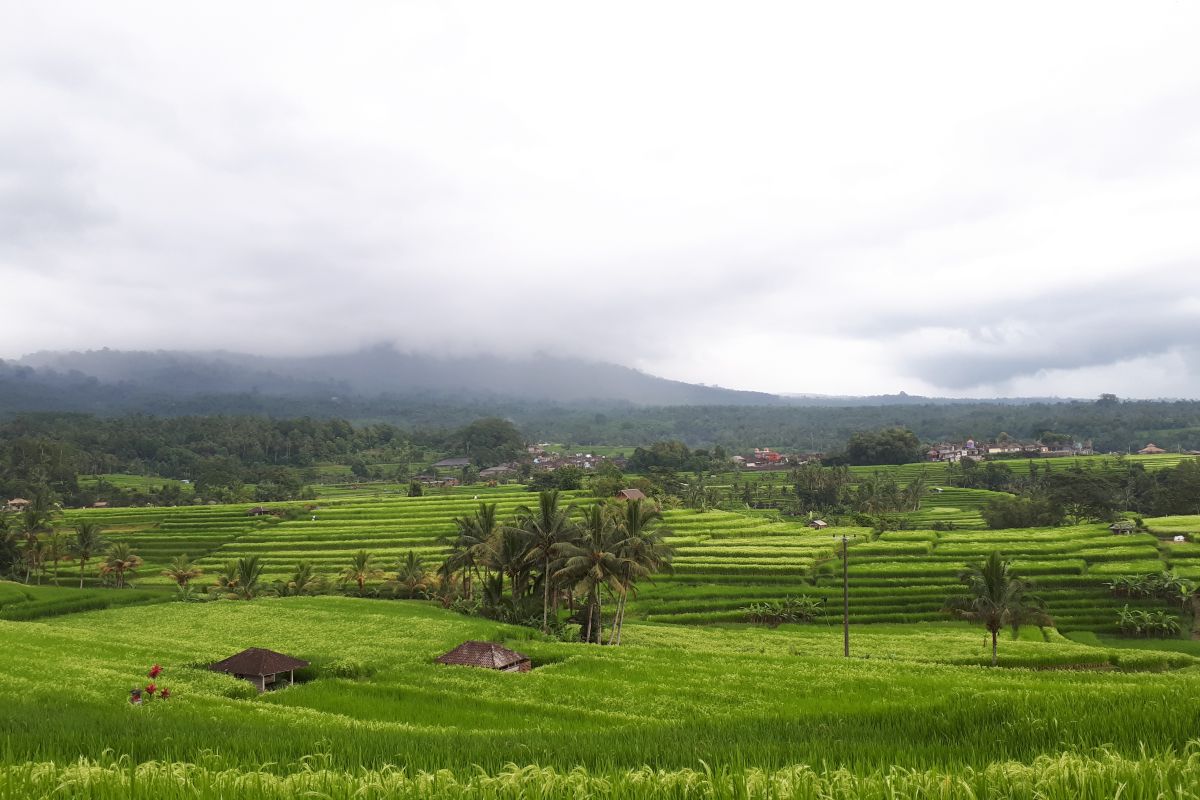 Alih lahan salah satu ancaman subak sebagai Warisan Dunia