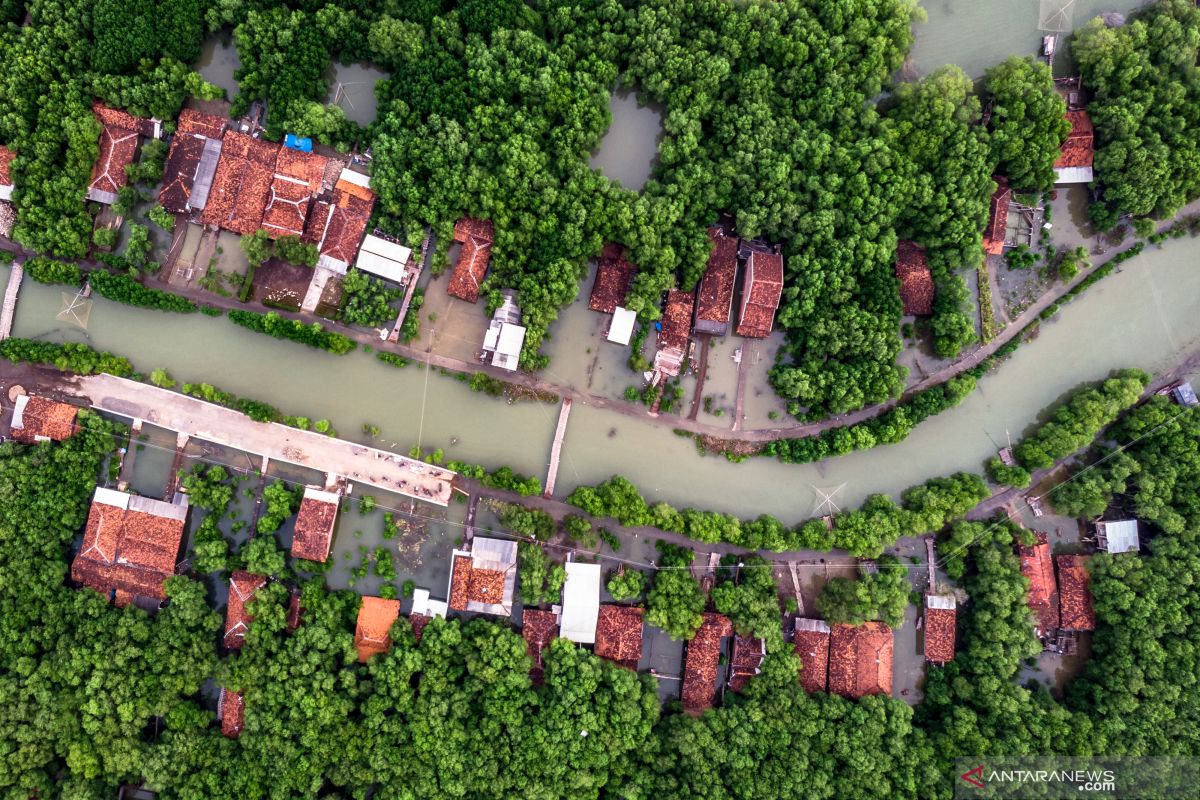 BRIN encourages optimization of mangrove use for carbon trading