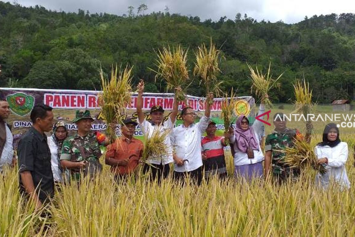 Hasil budidaya padi sawah invari 42 dan 32 di Tapsel menjanjikan