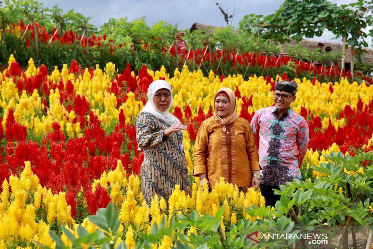 Gubernur Khofifah nikmati panorama agrowisata Banyuwangi