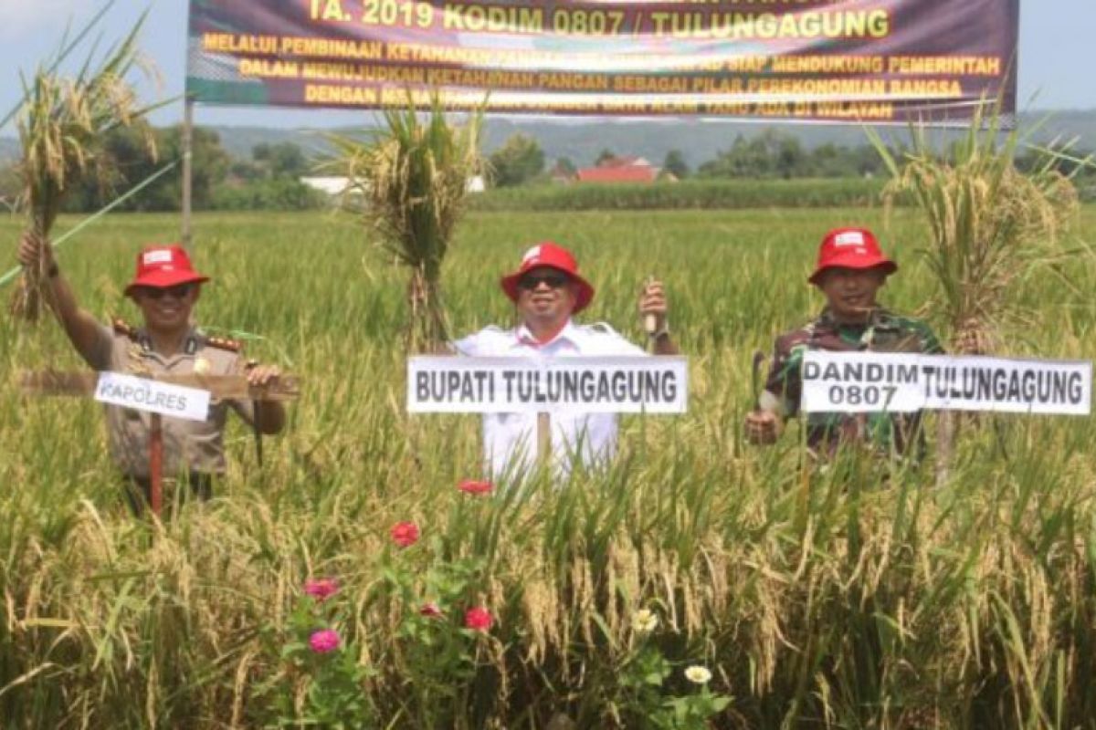Petani Tulungagung gelar syukuran panen raya padi