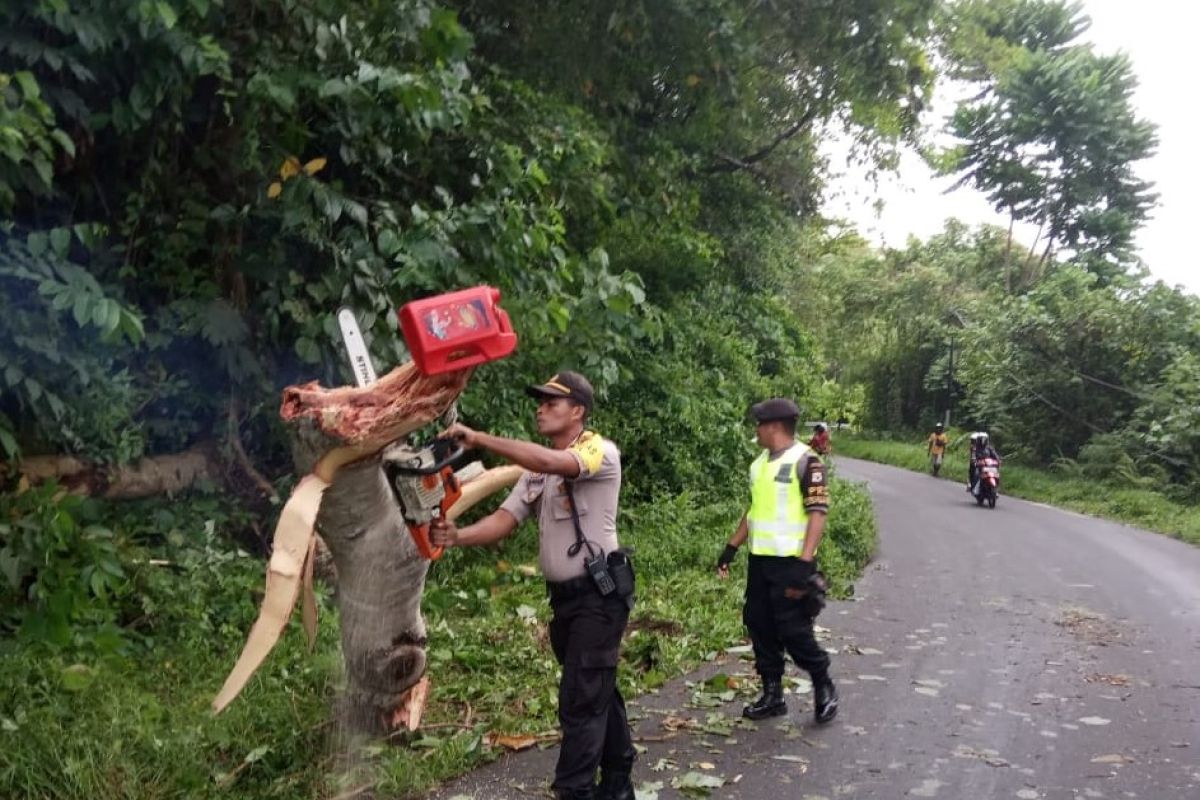 Dua pengendara motor terluka diterjang pohon tumbang