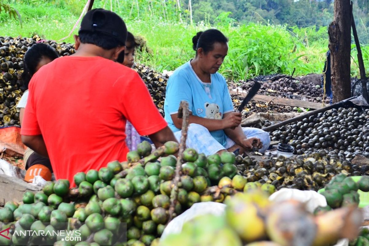 Kolang-kaling, usaha musiman yang menjanjikan