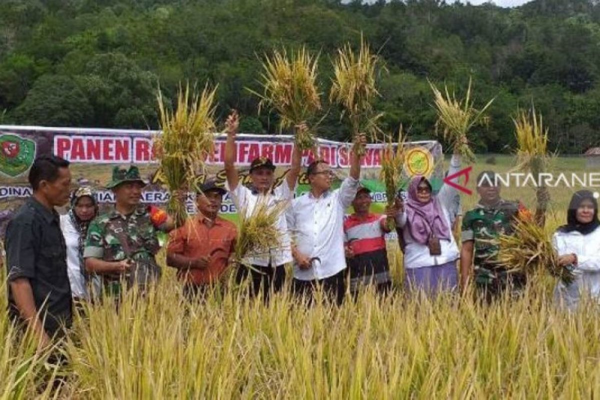 Hasil budidaya padi invari 42 berproduksi lebih 11 ton