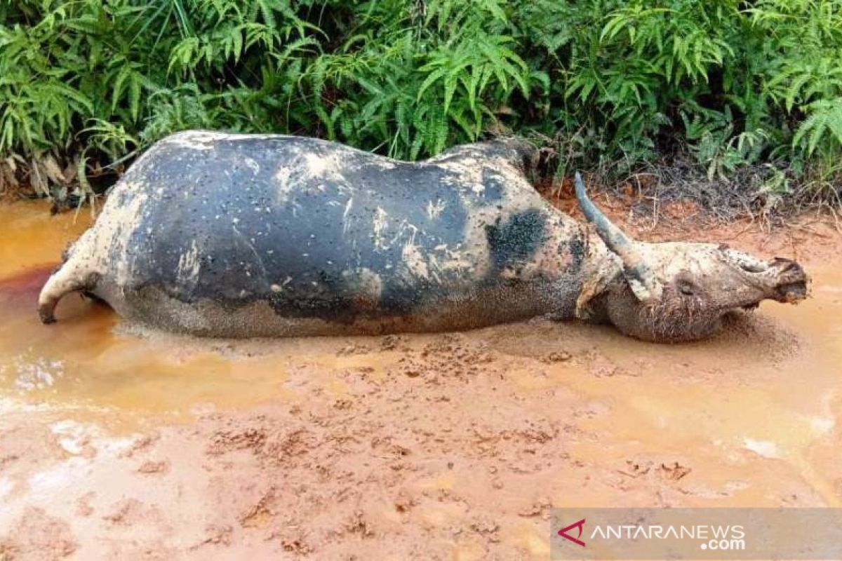 Belasan ternak kerbau mati mendadak di Nagan Raya