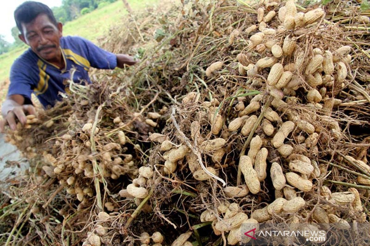 Panen kacang tanah