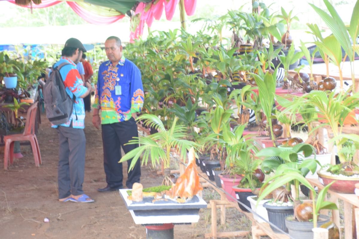 Perkumpulan Bonsai Kelapa di Lampung berniat pecahkan Rekor Muri