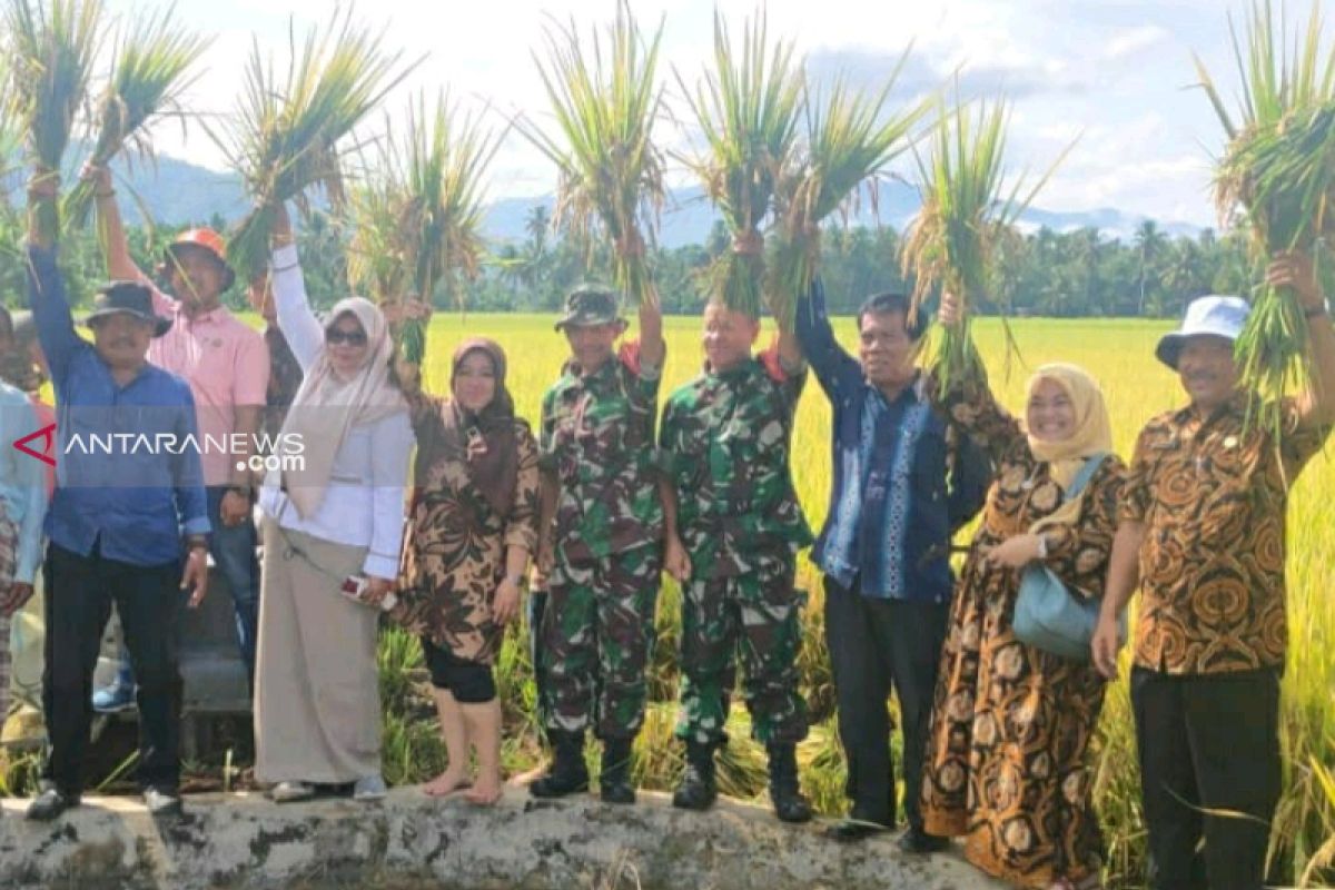 BPTP panen Jajar Legowo dan Varietas Unggul Baru di Kota Padangsidimpuan