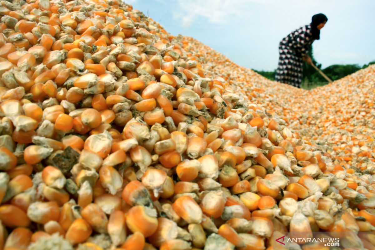 Pinsar berharap pemerintah beri solusi harga jagung yang tinggi